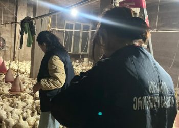 აღმოჩენილია ფრინველის არალეგალური სასაკლაოები აჭარასა და იმერეთში