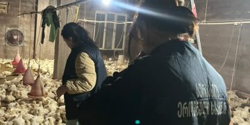 აღმოჩენილია ფრინველის არალეგალური სასაკლაოები აჭარასა და იმერეთში