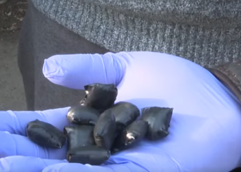 ამოღებულია 9 შეკვრა “ბიო” – პოლიციამ ერთი პირი დააკავა