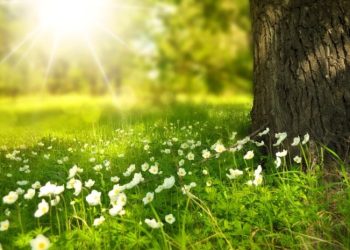 საქართველოში დათბება – უახლოესი დღეების ამინდის პროგნოზი