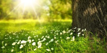 საქართველოში დათბება – უახლოესი დღეების ამინდის პროგნოზი