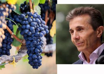 ვენახის გაშენების ნებართვა – “ოცნება” თვლის რომ ქართული ყურძენი და ღვინო დაბალი ხარისხისაა?