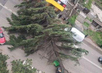 თბილისი-ფონიჭალის გზაზე ხე წაიქცა და შენობას დაეცა