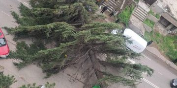 თბილისი-ფონიჭალის გზაზე ხე წაიქცა და შენობას დაეცა