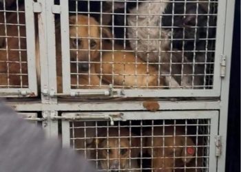 ზუგდიდის ცენტრიდან აყვანილ ძაღლებს ჩაუტარდებათ ვაქცინაცია და დავაბრუნებთ უკან – სურსათის ეროვნული სააგენტო