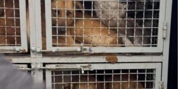 ზუგდიდის ცენტრიდან აყვანილ ძაღლებს ჩაუტარდებათ ვაქცინაცია და დავაბრუნებთ უკან – სურსათის ეროვნული სააგენტო