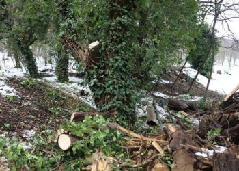 ბოტანიკური ბაღი ვიზიტორებისთვის დროებით დაიკეტა – მიზეზები