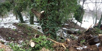 ბოტანიკური ბაღი ვიზიტორებისთვის დროებით დაიკეტა – მიზეზები