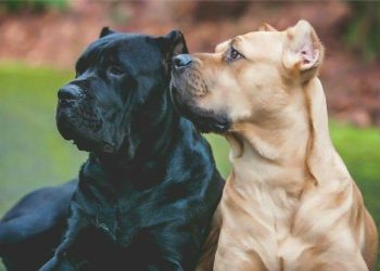 ძაღლის რომელი ჯიშების მოშენებაზე დააწესა მთავრობამ 3-წლიანი მორატორიუმი? – ვადები და წესები