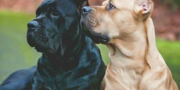 ძაღლის რომელი ჯიშების მოშენებაზე დააწესა მთავრობამ 3-წლიანი მორატორიუმი? – ვადები და წესები