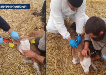 სეს: საქონელს ცოფი დაუდასტურდა