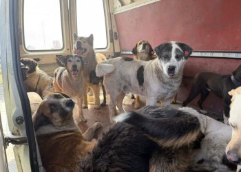 ,,ახლახან დავბრუნდით სახლებში მძიმე რეალობიდან… ქუჩაში დაბრუნდა 26 ძაღლი”  – რა ინფორმაციას ავრცელებს მარიამ შეყილაძე?