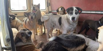 ,,ახლახან დავბრუნდით სახლებში მძიმე რეალობიდან… ქუჩაში დაბრუნდა 26 ძაღლი”  – რა ინფორმაციას ავრცელებს მარიამ შეყილაძე?