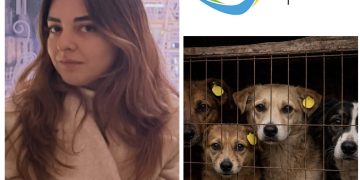 ,, ეს პირდაპირ მიუთითებს იმაზე რომ გინდათ ცოფის გავრცელება მთელ ქვეყანაში” – ტასო ლოსაბერიძე სეს-ს