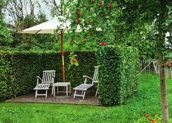 ​9 საუკეთესო მცენარე ჯანსაღი “ცოცხალი ღობისთვის“ – ეზოს დიზაინი 2026