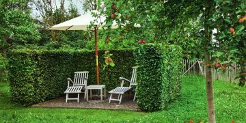 ​9 საუკეთესო მცენარე ჯანსაღი “ცოცხალი ღობისთვის“ – ეზოს დიზაინი 2026