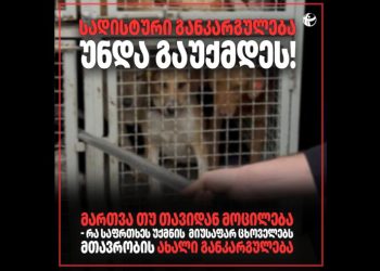 “სადისტური განკარგულება უნდა გაუქმდეს” – TI ოთხფეხა მეგობრების შესახებ მთავრობის განკარგულებაზე