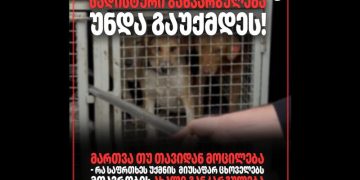 “სადისტური განკარგულება უნდა გაუქმდეს” – TI ოთხფეხა მეგობრების შესახებ მთავრობის განკარგულებაზე