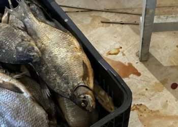 გორში თევზის არალეგალური საწარმო გამოავლინეს – დაილუქა 100 კგ თევზი