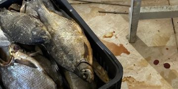 გორში თევზის არალეგალური საწარმო გამოავლინეს – დაილუქა 100 კგ თევზი
