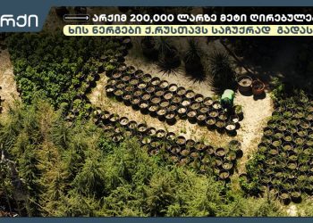 “არქიმ” 200,000 ლარზე მეტი ღირებულების მარადმწვანე ხის ნერგები ქალაქ რუსთავს საჩუქრად გადასცა
