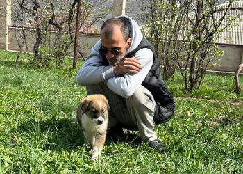 “სიკვდილ-სიცოცხლის ზღვარზე არიან გორიდან წამოყვანილი ლეკვები. ახლა უმძიმეს ფაზაში ვართ…” – მიშა კაჭკაჭიშვილი